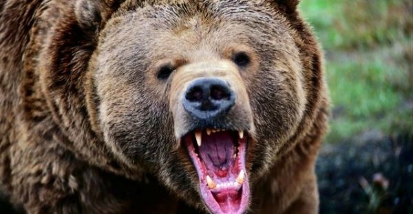 В Омской области в два раза увеличили лимит на отстрел медведей 