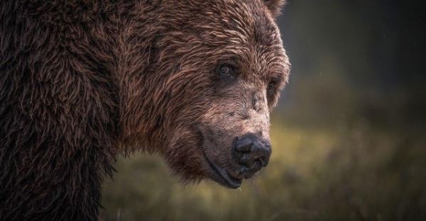 В Новосибирской области подвели итоги зимнего маршрутного учета диких зверей. 